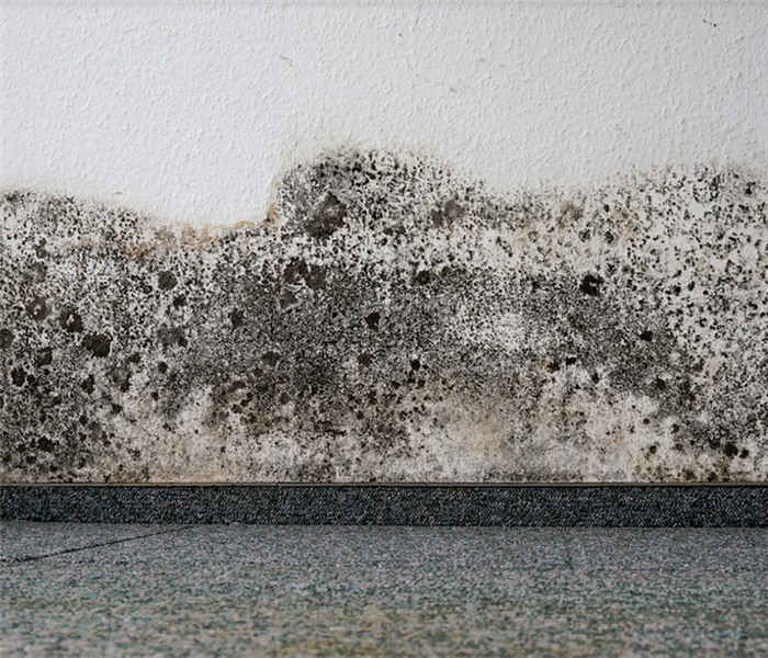 mold growing on the wall near the carpeted floor