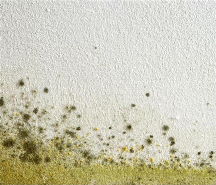 yellow mold growing on a wall